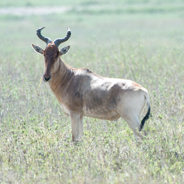 hartebeest