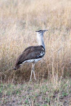 bustard
