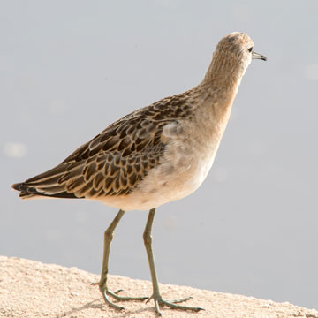sandpiper