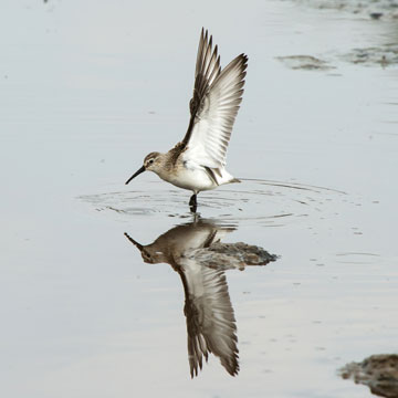 sandpiper