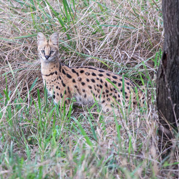 serval