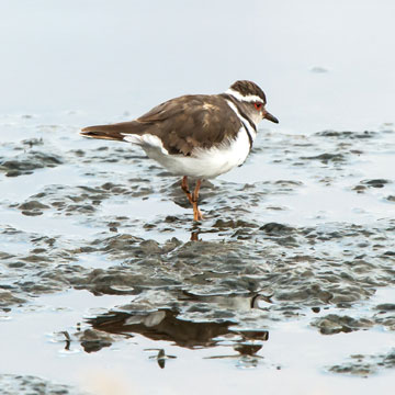 plover