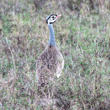 bustard