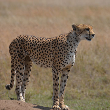 cheetah