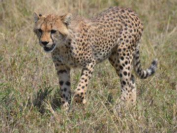 cheetah
