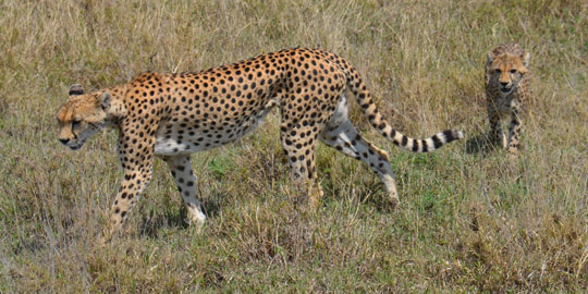 cheetah