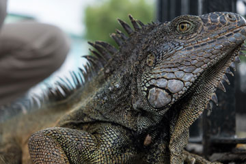 iguana
