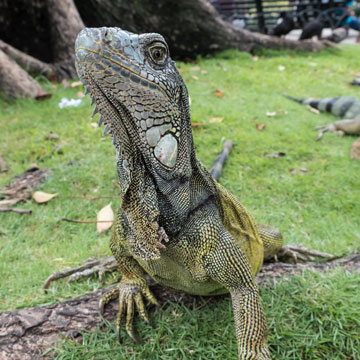 iguana