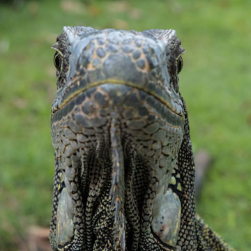 iguana