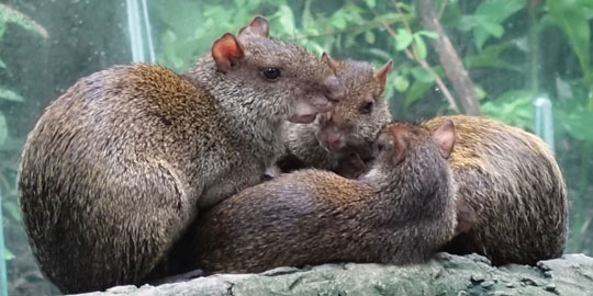 agouti