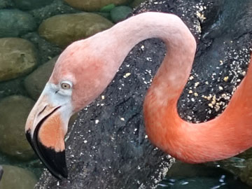 flamingo