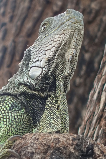 iguana