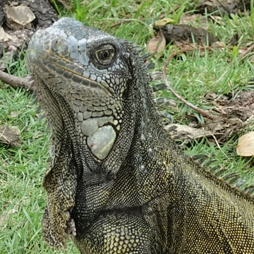 iguana