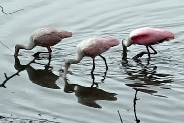spoonbill