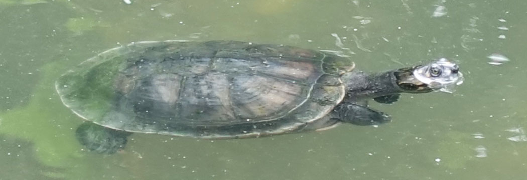turtle