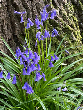 bluebells