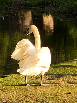 swan