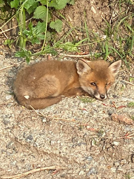 fox cub
