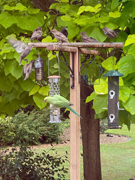 bird feeder