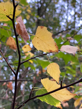 leaves