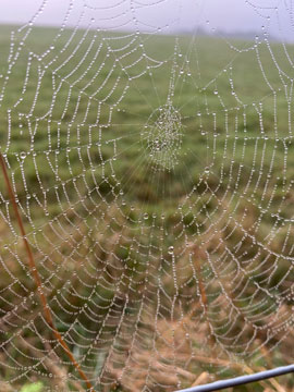 cobweb