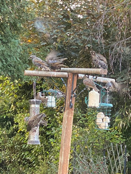 Starlings