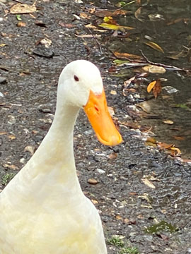 duck