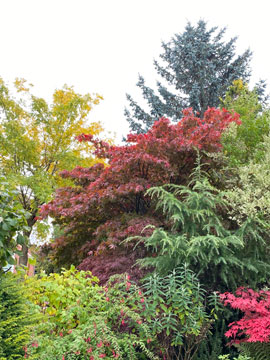 acers