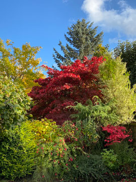 acers