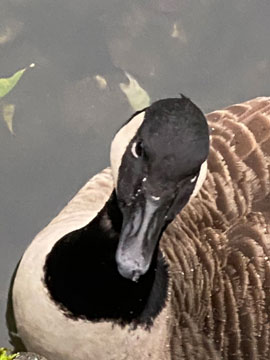 canada goose