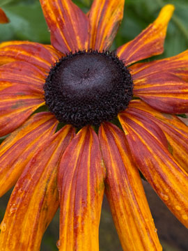 rudbeckia