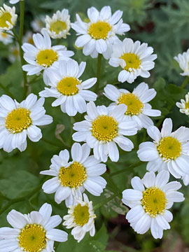 daisies
