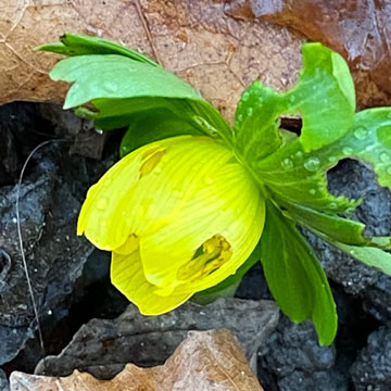 aconite