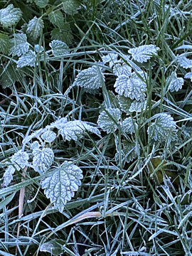frost