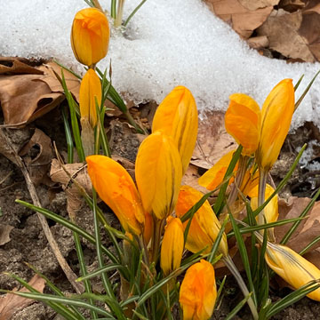 crocus