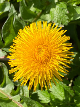 dandelion