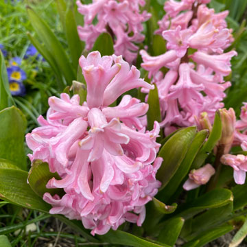 hyacinth
