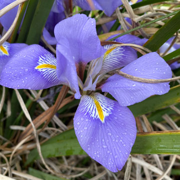 iris