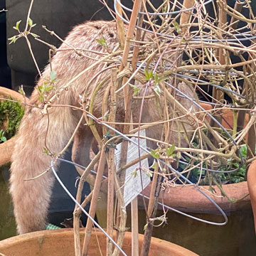 fox in pots