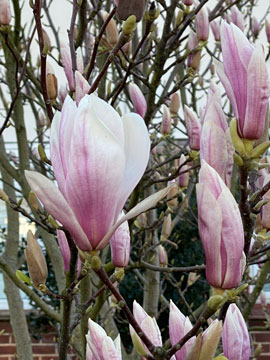magnolia