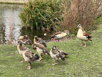 goslings