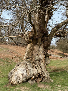 Knole Park tree