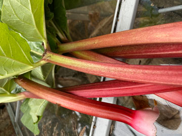 rhubarb