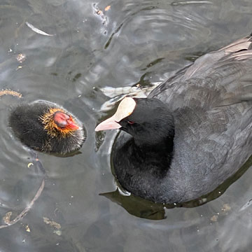 coots