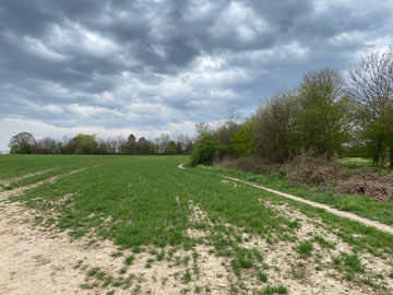 dry field