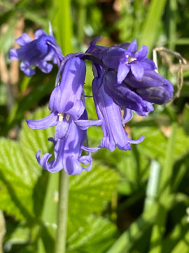 bluebells