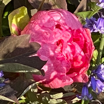paeony