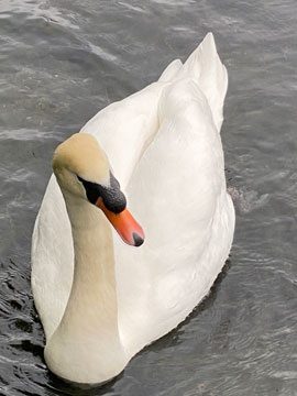 swan