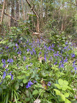 bluebell wood