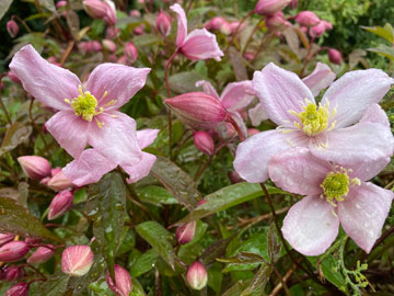 clematis